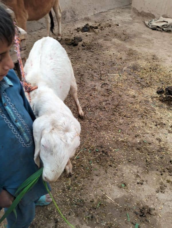 4 month pregnant rajanpuri pink goat for sale 2