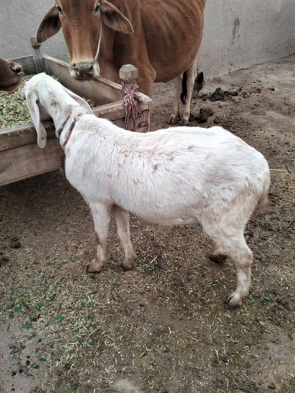 4 month pregnant rajanpuri pink goat for sale 3