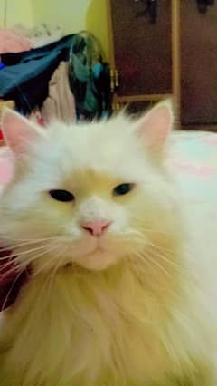 Persian cat  1 year old