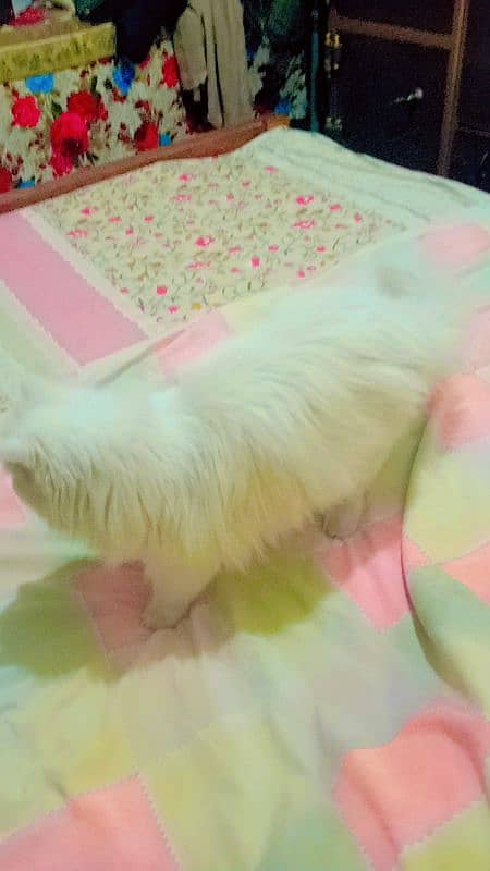 Persian cat  1 year old 2