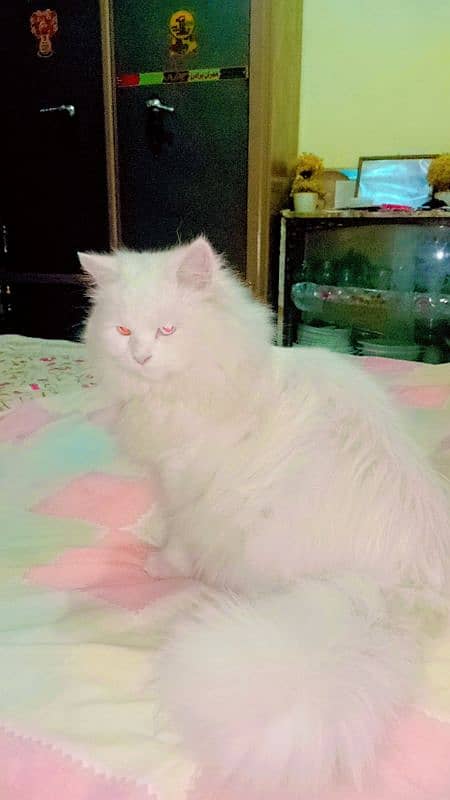 Persian cat  1 year old 3