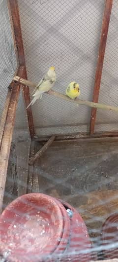 budgies