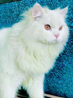 Persian male cat triple coated