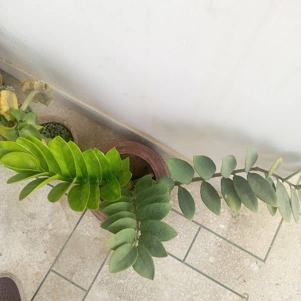 zz plants for sale 0