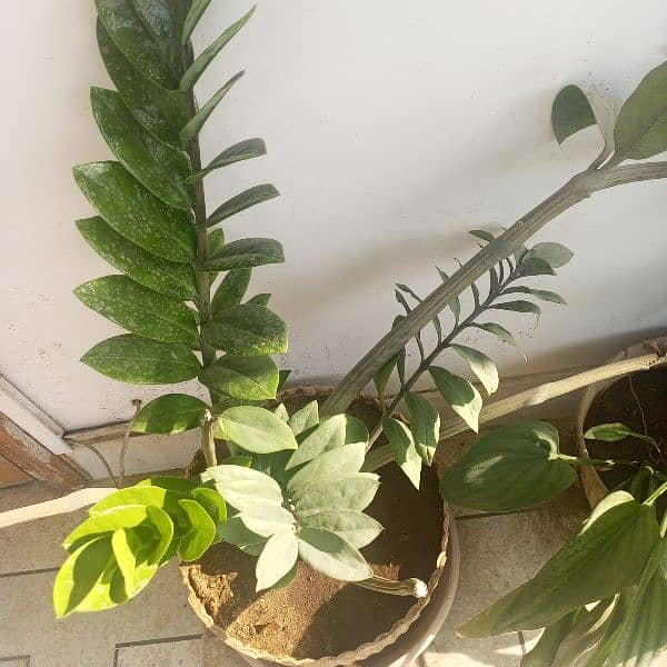 zz plants for sale 2