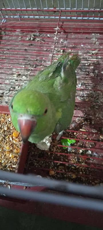 Ring neck parrot for sell 0