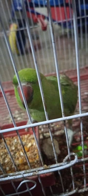 Ring neck parrot for sell 1