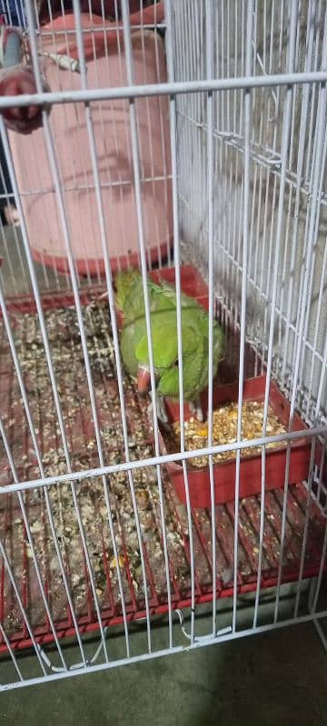 Ring neck parrot for sell 2