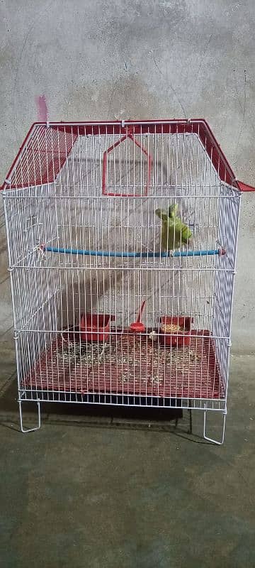 Ring neck parrot for sell 3