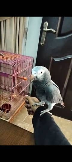 African grey