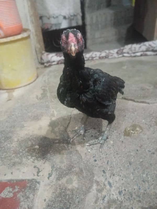 aseel black hen for sale 0