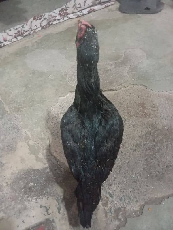 aseel black hen for sale 1