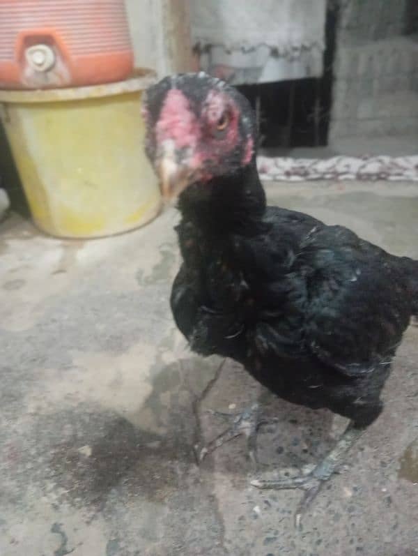 aseel black hen for sale 2