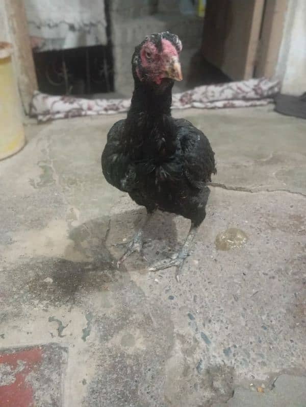 aseel black hen for sale 3