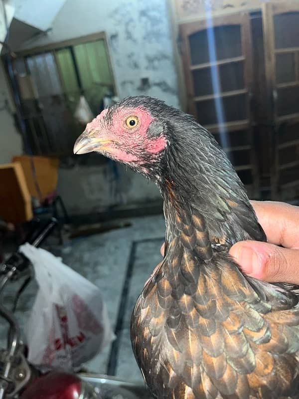 assel hens home breed 2