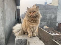 persian male cat for sale