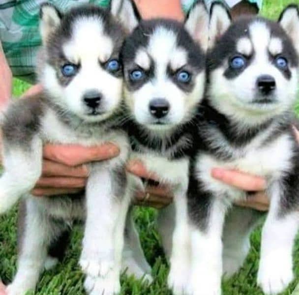 husky puppies 03367222746 0