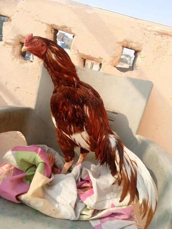 High quality aseel birds mazboot Gand jor 3 kg morah 3 kg wazan 3