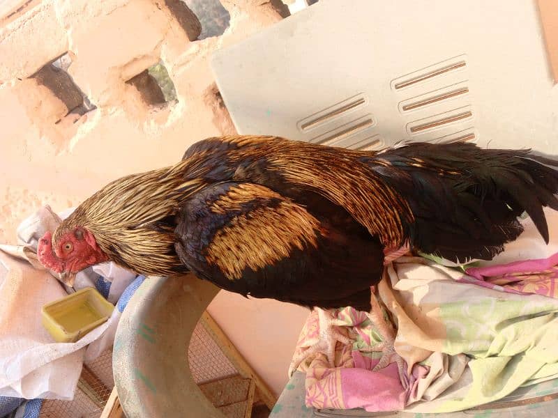 High quality aseel birds mazboot Gand jor 3 kg morah 3 kg wazan 4