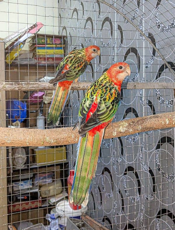 Rosella, Lovebirds 0