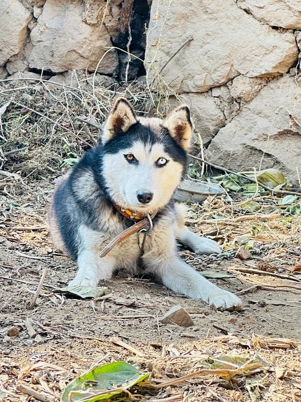 Siberian Husky pair for sale! 2