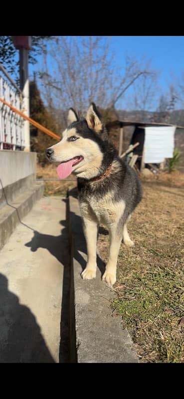 Siberian Husky pair for sale! 3