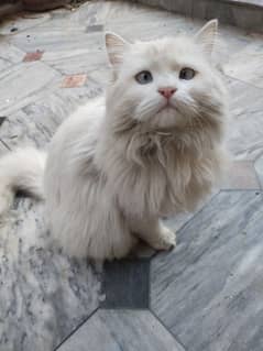 white Russian cat with blue eyes