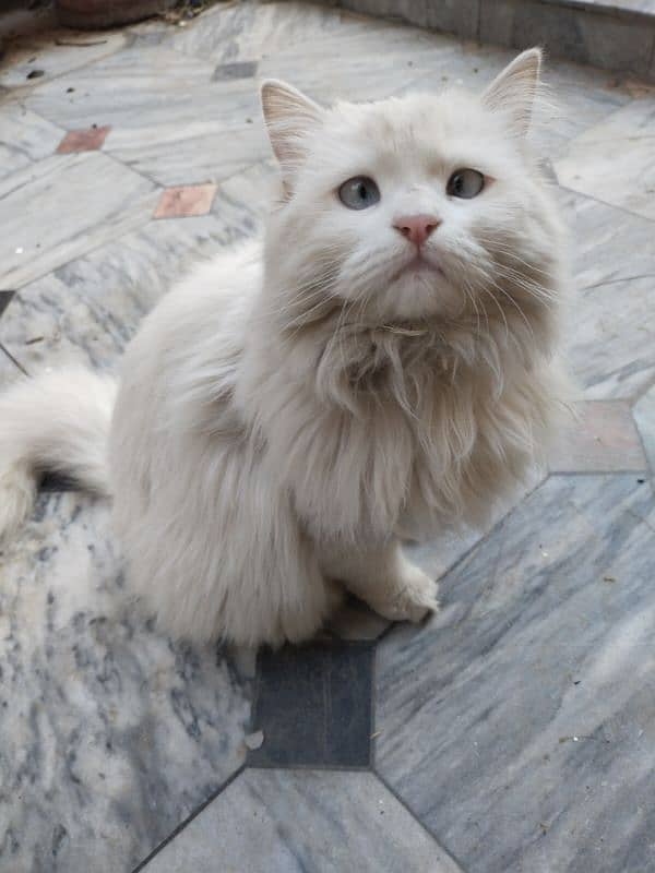 white Russian cat with blue eyes 0