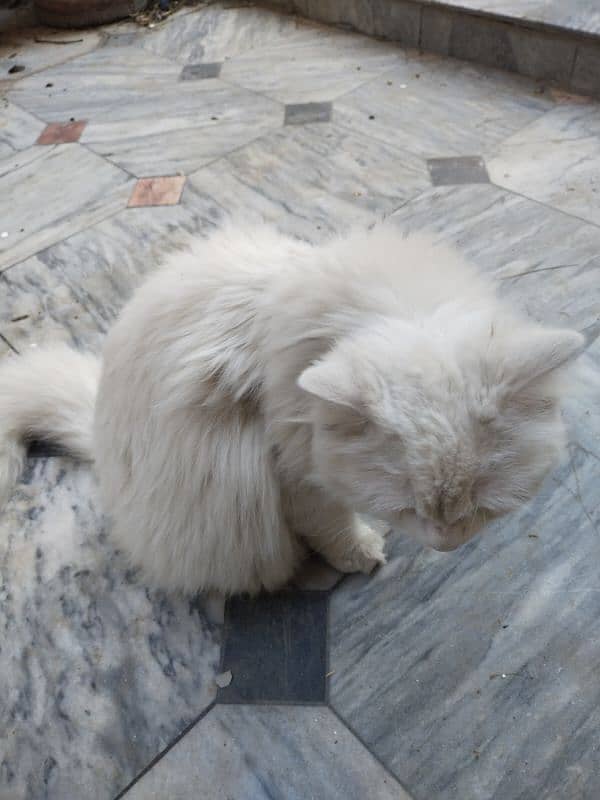 white Russian cat with blue eyes 1