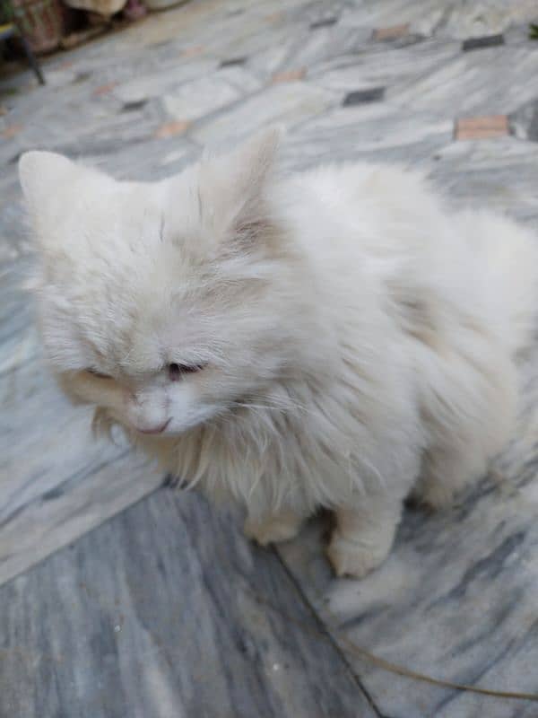 white Russian cat with blue eyes 2