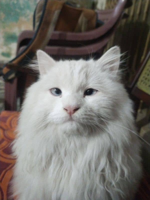 white Russian cat with blue eyes 3