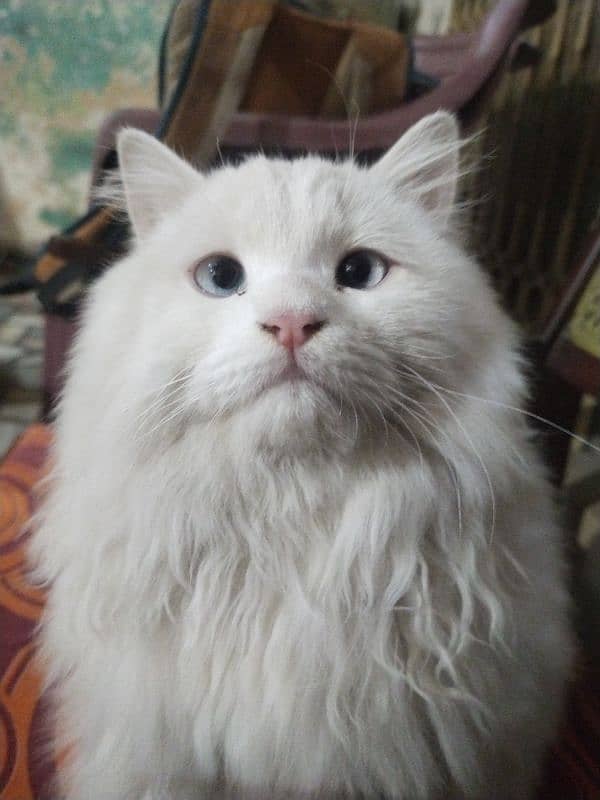 white Russian cat with blue eyes 4