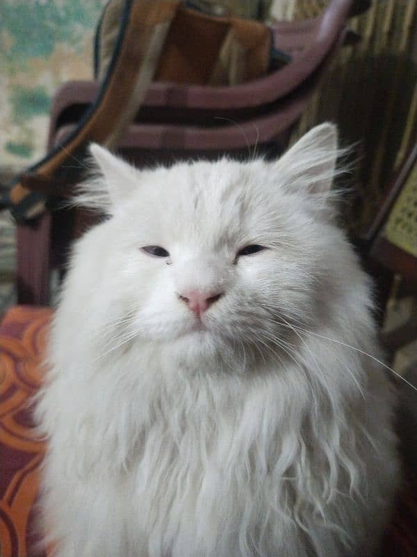 white Russian cat with blue eyes 5