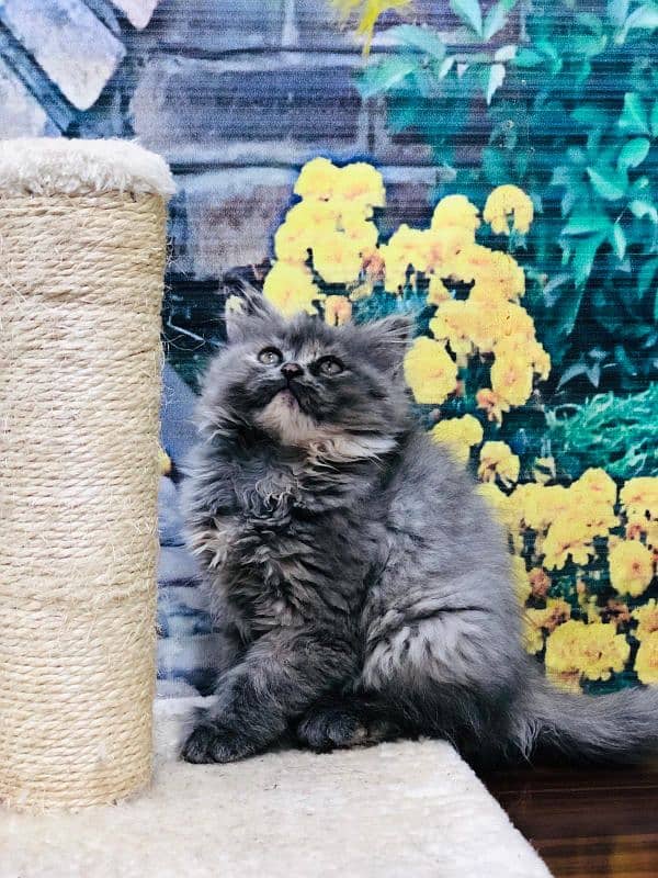 Persian Punch face triple coat cat Kitten 6