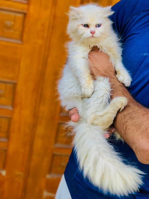 Persian Punch face triple coat cat Kitten 17