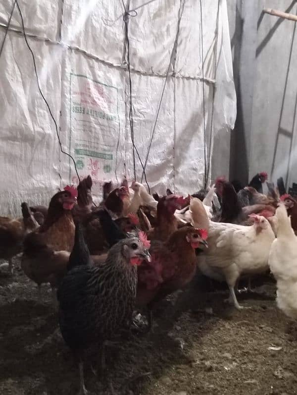 9 months age eggs are also started 2