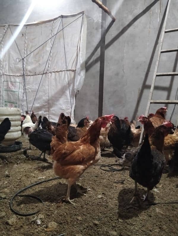 9 months age eggs are also started 4