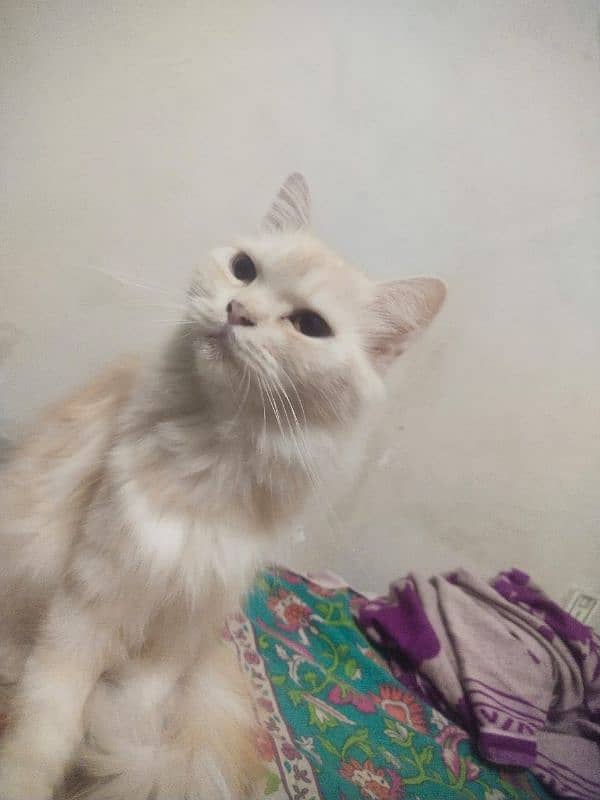 Persian Female Cat For Sale 0