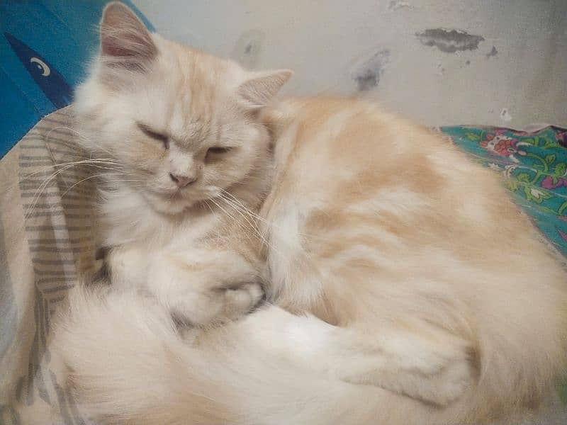 Persian Female Cat For Sale 1