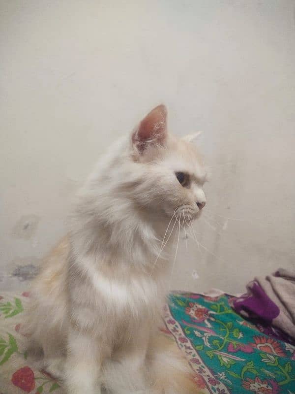 Persian Female Cat For Sale 2