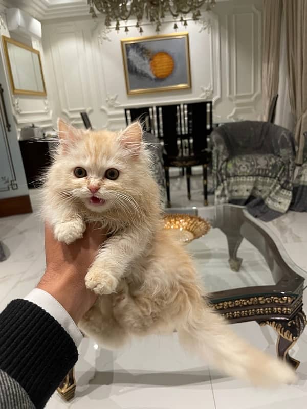 Persian Male Kitten 4