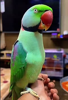 raw parrot for sale my WhatsApp number 03468556940