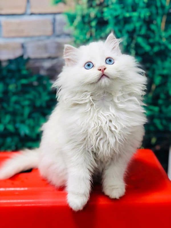 Persian Punch face triple coat cat Kitten 7