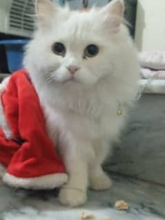 Parsian female cat, Age:1year