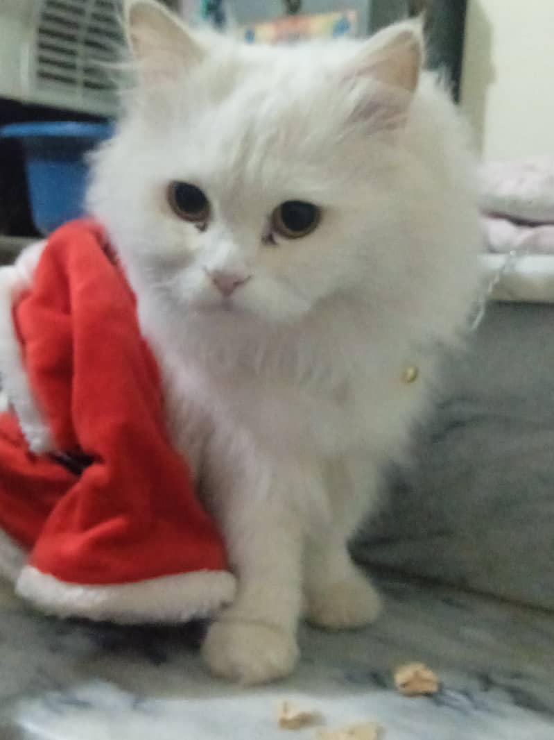 Parsian female cat, Age:1year 1