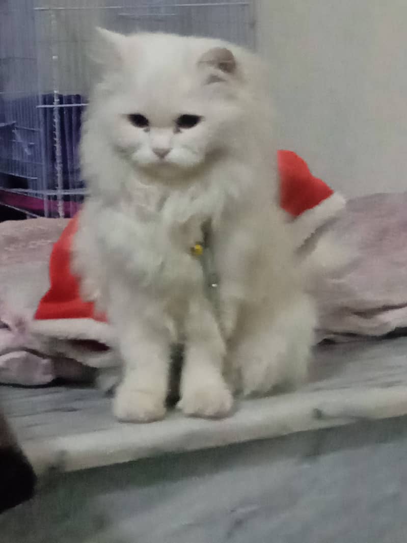 Parsian female cat, Age:1year 2