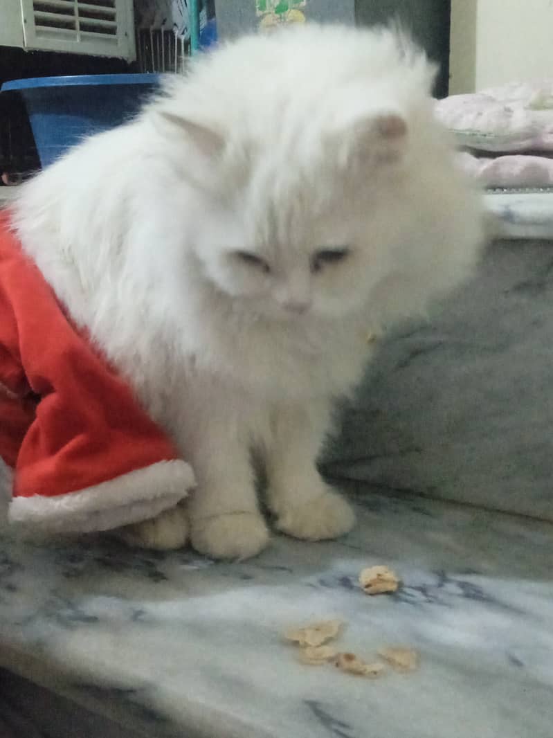 Parsian female cat, Age:1year 3