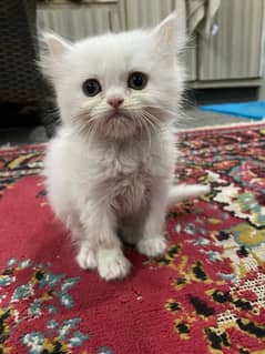 Persion whiter male kitten Healthy and playfull Active