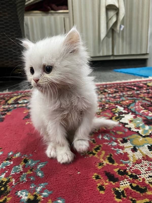 Persion whiter male kitten Healthy and playfull Active 1