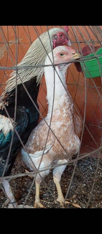 OH-SHAMO breeders Pair for sale Male female 1